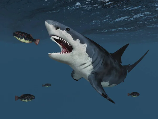 猎捕大白鲨 — 图库照片