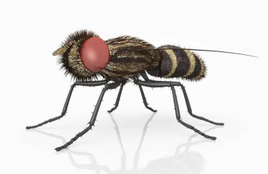 Beyaz arkaplana doğru uç