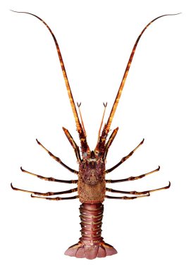 Beyaz arka planda izole edilmiş ıstakoz.