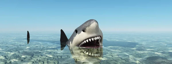 Gran Tiburón Blanco Aguas Poco Profundas — Foto de Stock