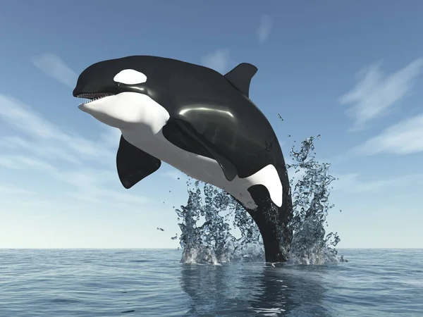 Jumping killer whale in the open sea