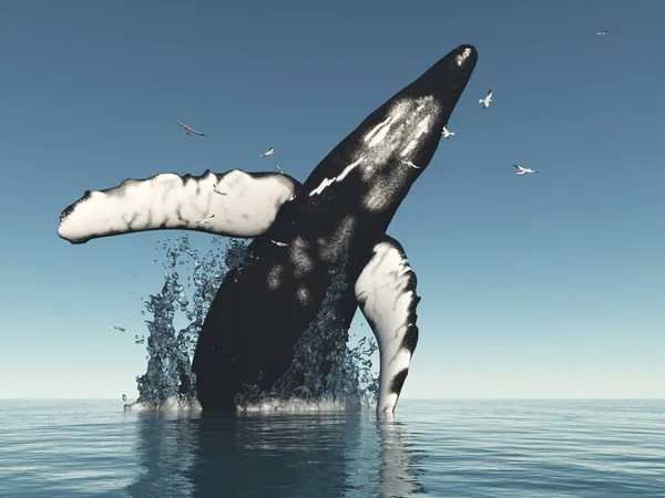 Gobba Balena Salta Fuori Dall Acqua — Foto Stock