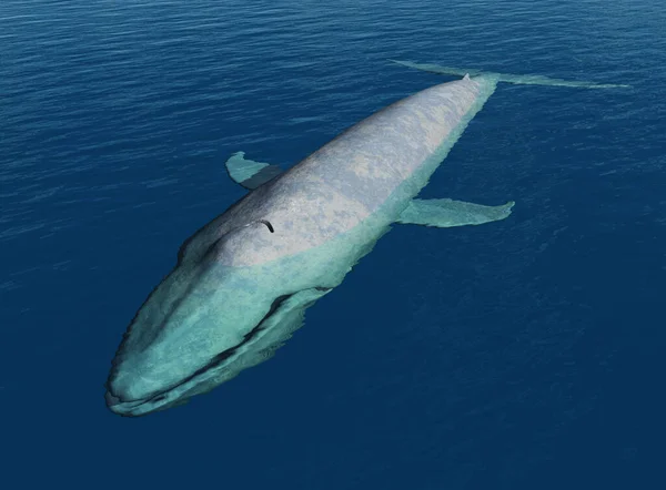 大海中的蓝鲸 — 图库照片