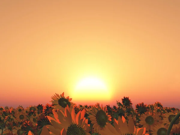 Sunset Field Sunflowers — Stock Photo, Image
