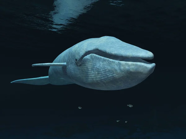 Wieloryb Błękitny Otwartym Morzu — Zdjęcie stockowe