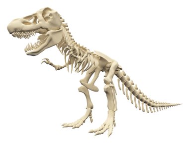 Tyrannosaurus Rex iskeleti beyaz arka planda izole edildi