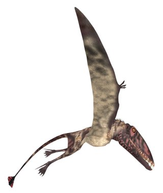 Beyaz arka planda izole edilmiş Pterosaur Dimorphodon