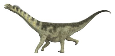 Dinozor Camarasaurus beyaz arkaplanda izole edildi