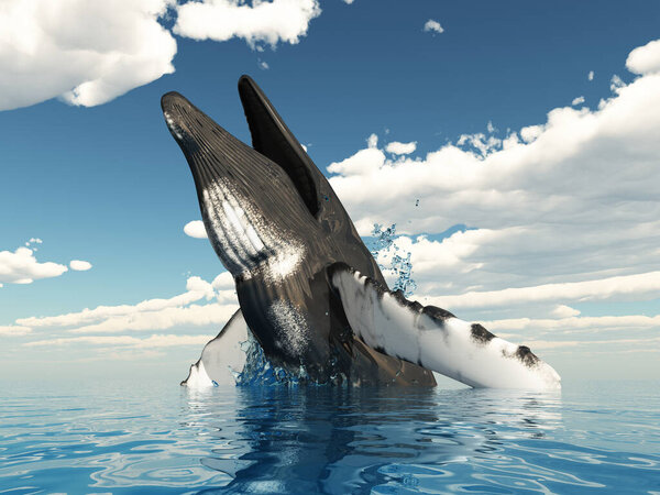 Humpback whale jumps out of the water