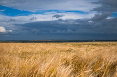 Tarım alanında altın buğday, arka planda mavi fırtınalı bulutlar gökyüzü