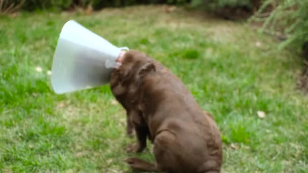 Labrador Pies Obroży Weterynarza Szczeka Swędzenie Pupy Ziemi — Wideo stockowe