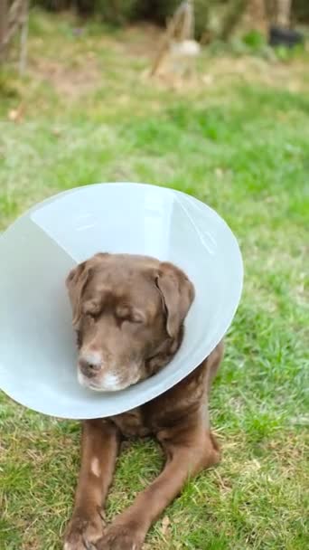 Labrador Pies Obroży Weterynarza Szczeka Swędzenie Pupy Ziemi — Wideo stockowe
