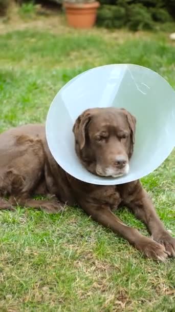 Labrador Hond Een Dierenarts Halsband Blaft Heeft Een Jeukende Buit — Stockvideo