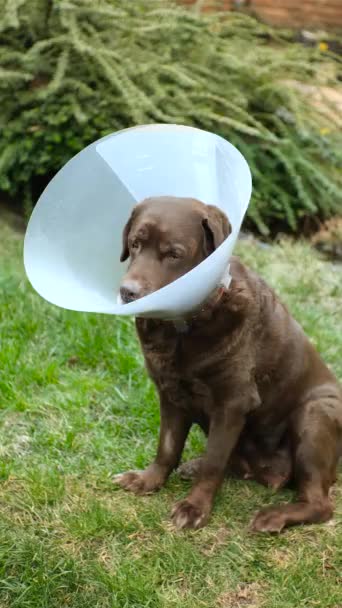 Labrador Cão Veterinário Colarinho Está Latindo Tem Uma Coceira Espólio — Vídeo de Stock
