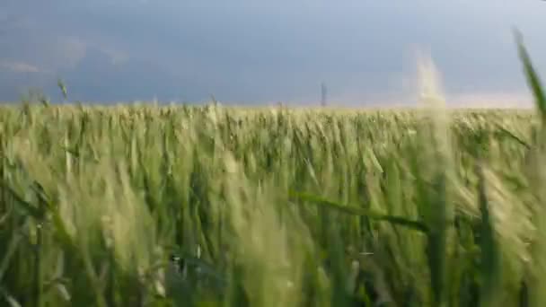 Bewegung Durch Grünes Weizengras Auf Dem Acker Blauer Stürmischer Himmel — Stockvideo
