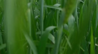 Tarım alanındaki yeşil buğday çimlerinde hareket, arka planda mavi fırtınalı gökyüzü