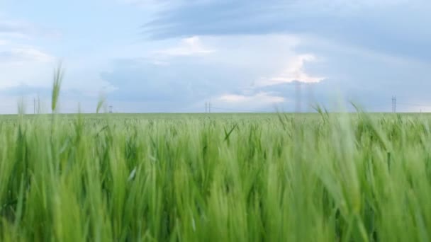 Движение Зеленой Траве Пшеницы Сельскохозяйственном Поле Голубое Бурное Небо Заднем — стоковое видео