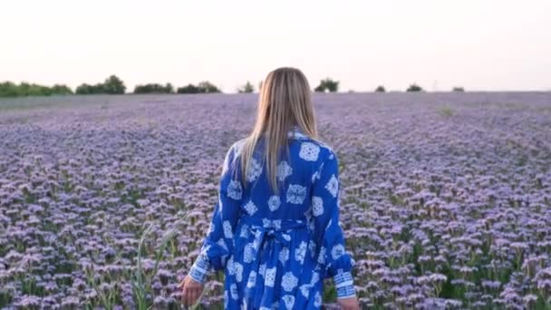 Kobieta Średnim Wieku Sukience Polu Phacelia Rolnictwa Spacery Dotyka Kwiaty — Wideo stockowe