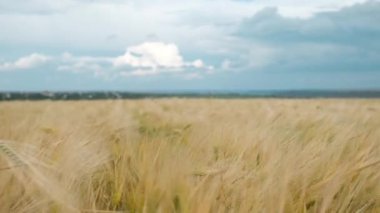 Tarım alanında altın buğday, arka planda mavi fırtınalı bulutlar gökyüzü