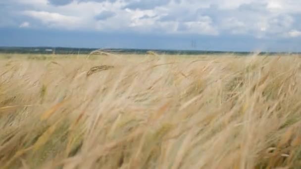 Trigo Dourado Campo Agrícola Céu Azul Nuvens Tempestuosas Fundo — Vídeo de Stock