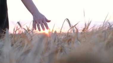 Kadının eli buğday ve arpa dikenlerinde gün batımında