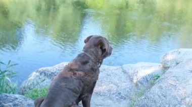 Labrador köpeği nehrin kenarında oturur ve nehirdeki balıkçıya bakar.