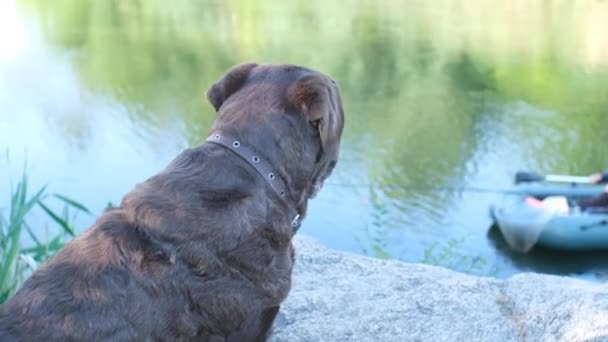 Labrador Cão Senta Perto Rio Olha Para Pescador Barco Rio — Vídeo de Stock