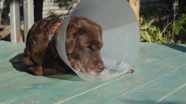 Brązowy Labrador Retriever Obroży Medycznej Psa Leżącego Tarasie — Wideo stockowe