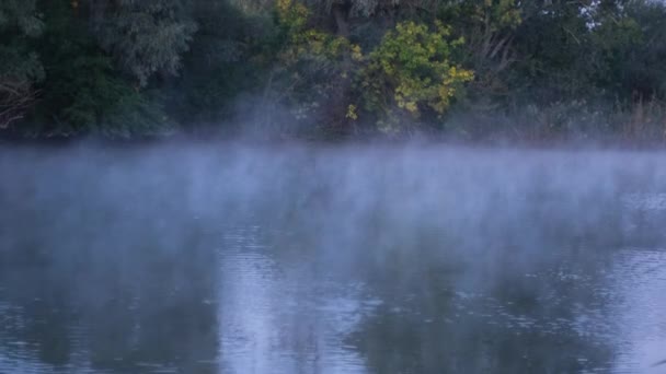 Przemieszczanie Się Parowania Nad Rzeką Świcie Las Brzegu Mglistej Rzeki — Wideo stockowe