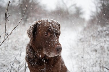 Yoğun kar yağışında üzerinde kar taneleri olan kahverengi bir Labrador Retriever portresi.