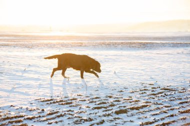Güneşin doğuşu ve av sırasında, karlı bir tarlada kahverengi labrador av köpeğinde yatıyor.