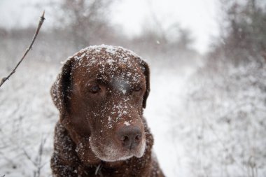 Yoğun kar yağışında üzerinde kar taneleri olan kahverengi bir Labrador Retriever portresi.