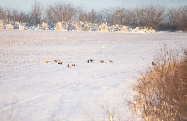 Birçok sülün karlı arazide besleniyor ve otluyor.