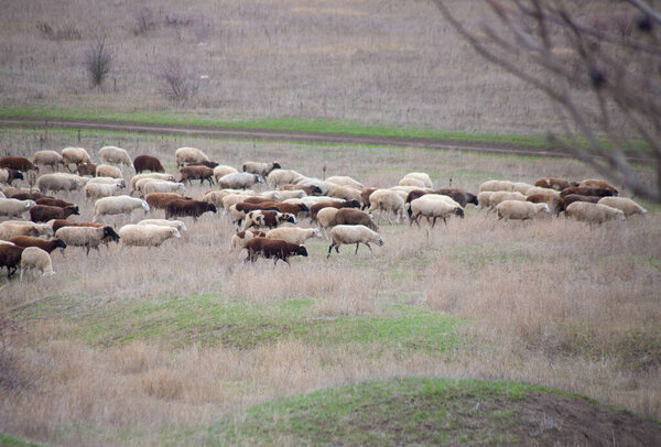 flock of sheep in the autumn rural pasture