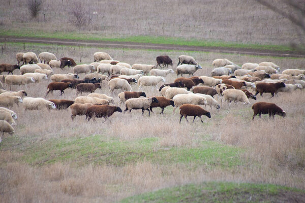 flock of sheep in the autumn rural pasture