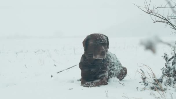 Портрет Лежачого Коричневого Лабрадора Важкому Снігу Сніжинками Ньому Під Час — стокове відео