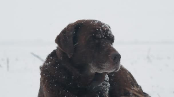 Retrato Labrador Marrón Tumbado Fuerte Nevada Con Copos Nieve Durante Vídeo De Stock