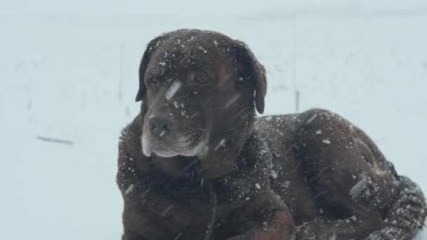 Porträt Eines Liegenden Braunen Labrador Retrievers Dichten Schneefall Mit Schneeflocken — Stockvideo