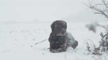 Avlanırken, yoğun kar yağışında üzerinde kar taneleri olan yalancı bir labrador av köpeğinin portresi.