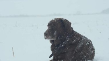 Avlanırken, yoğun kar yağışında üzerinde kar taneleri olan yalancı bir labrador av köpeğinin portresi.