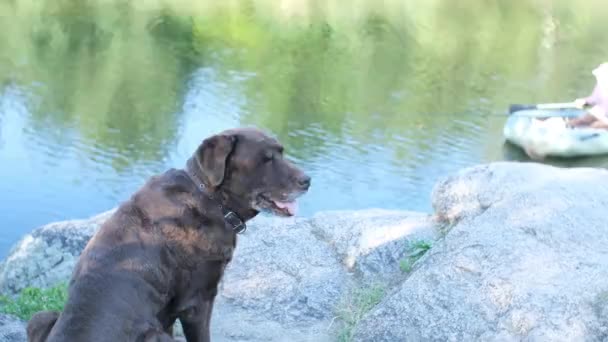 Labrador Köpeği Nehrin Kenarında Oturur Nehirdeki Balıkçıya Bakar — Stok video
