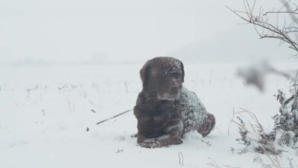 狩りの間 それに雪片が付いている重い雪の降雪で横たわっている茶色のラブラドールの回収者の肖像画 — ストック動画