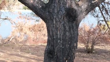Orman yangınının sonucu. Yanmış çam ağaçlarından siyah bir gövde ve bir damla reçine