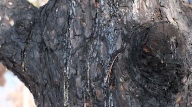 Orman yangınının sonucu. Yanmış çam ağaçlarından siyah bir gövde ve bir damla reçine