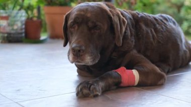 Kahverengi labrador pençesinde bir kateter ile verandada yatıyor.