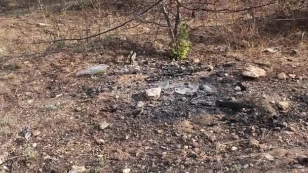 森林火災の結果でした 樹脂の滴で燃やされた松の木の黒いトランク — ストック動画