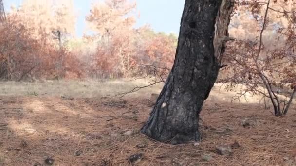 森林大火的后果 用树脂滴着的燃烧的松树的黑色树干 — 图库视频影像
