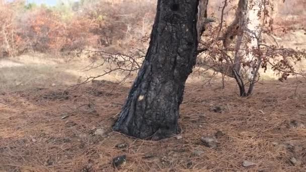 森林大火的后果 用树脂滴着的燃烧的松树的黑色树干 — 图库视频影像