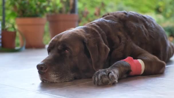 Bruine Labrador Met Een Katheter Zijn Poot Ligt Veranda — Stockvideo