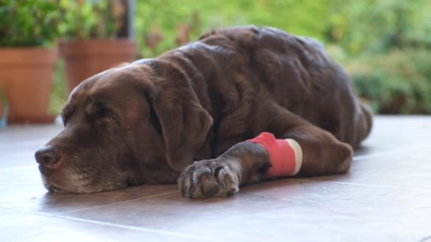 Brown Labrador Catheter His Paw Lies Veranda — Stock Video